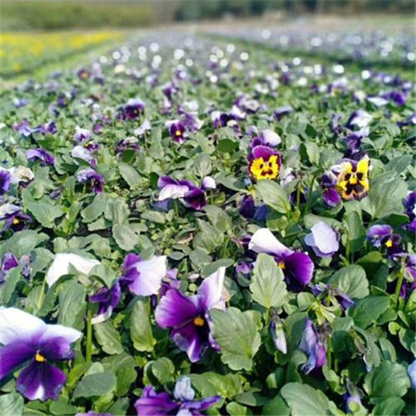 三色堇圖片(紫色)