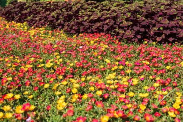 太陽花圖片(又名大花馬齒莧)