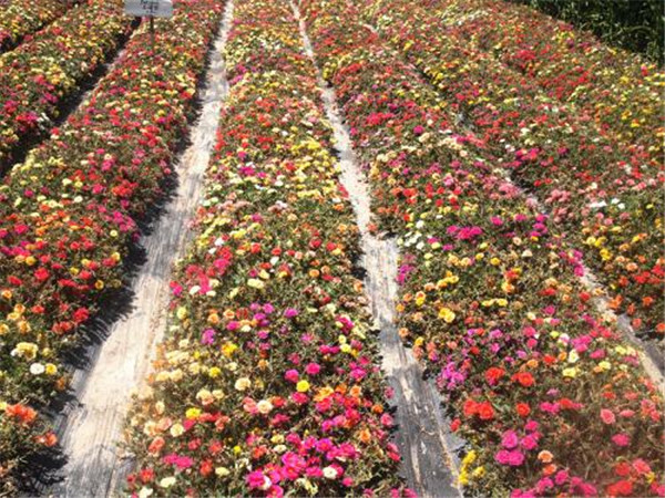 太陽(yáng)花圖片(又名大花馬齒莧)