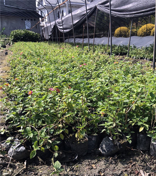 五色梅基地圖片