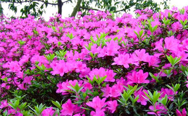 春鵑和夏鵑有什么區別?