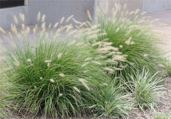 小兔子狼尾草 小兔子狼尾草