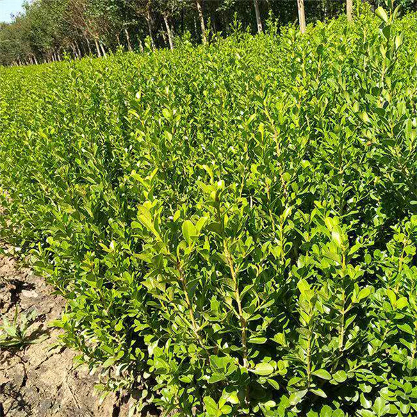 豆瓣黃楊 豆瓣黃楊