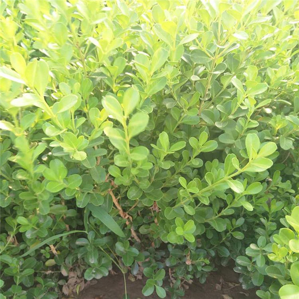 小葉黃楊和瓜子黃楊有什么區別?