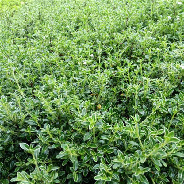 金邊六月雪 金邊六月雪