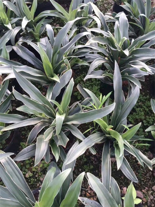 萬年青幾天澆一次水比較好?