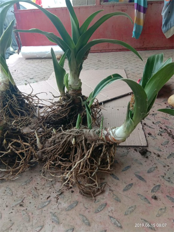 萬年青幾天澆一次水比較好?