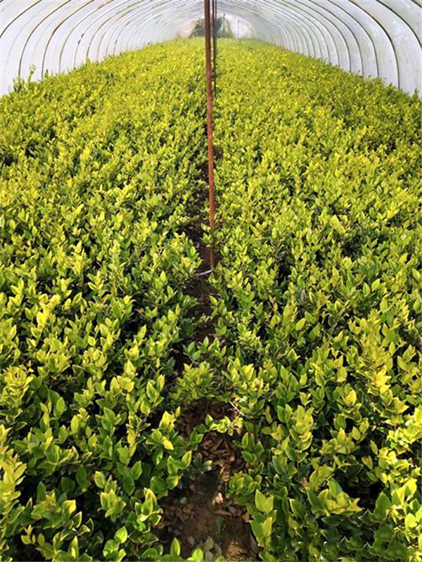 金禾女貞 金禾女貞