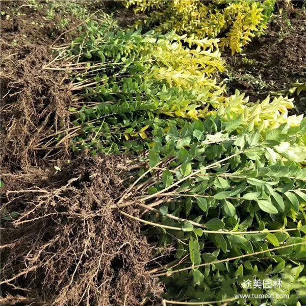 金葉女貞 金葉女貞