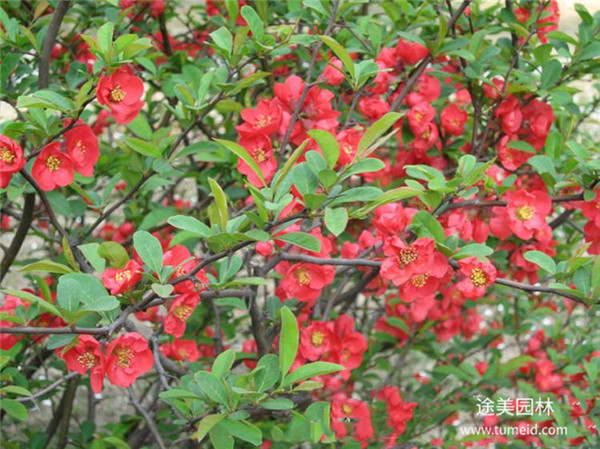 貼梗海棠 貼梗海棠