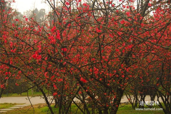 貼梗海棠基地實(shí)拍圖片