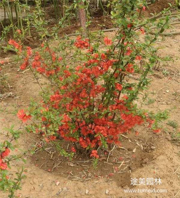 貼梗海棠基地實(shí)拍圖片