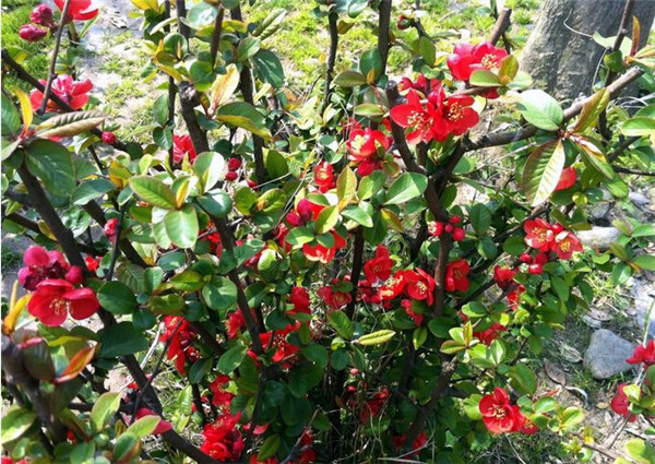 鐵腳海棠 鐵腳海棠