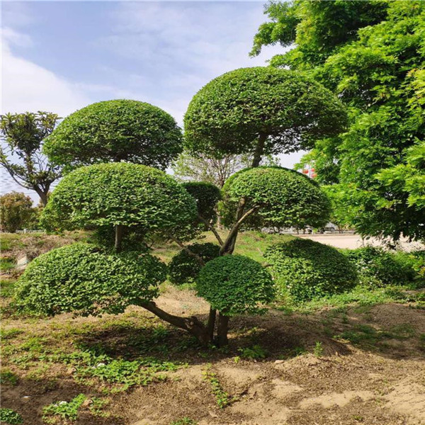 小葉女貞 小葉女貞