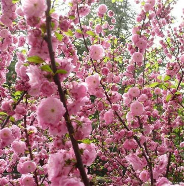 成都榆葉梅哪里價格賣得便宜? 成都榆葉梅哪里價格賣得便宜?