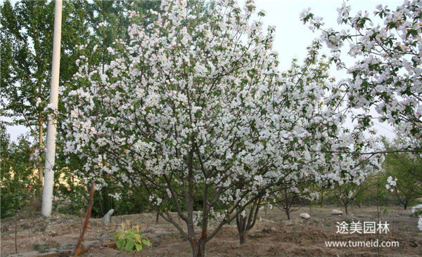 八棱海棠 八棱海棠