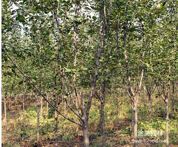 北美海棠 北美海棠