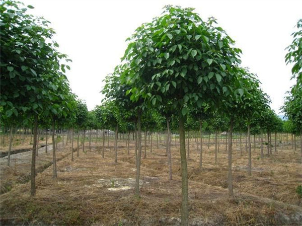 重陽(yáng)木基地實(shí)拍圖