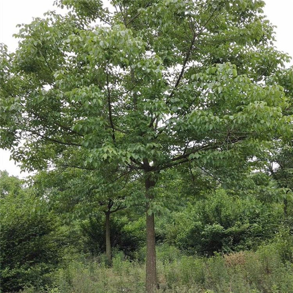 重陽(yáng)木基地實(shí)拍圖