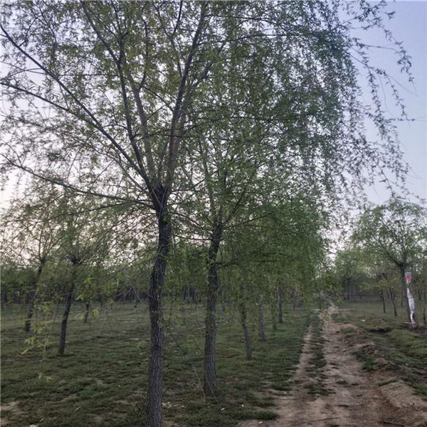 垂柳6月份可以種植嗎?