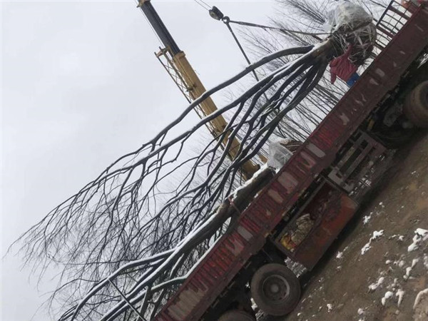 叢生樸樹和樸樹有什么區別?