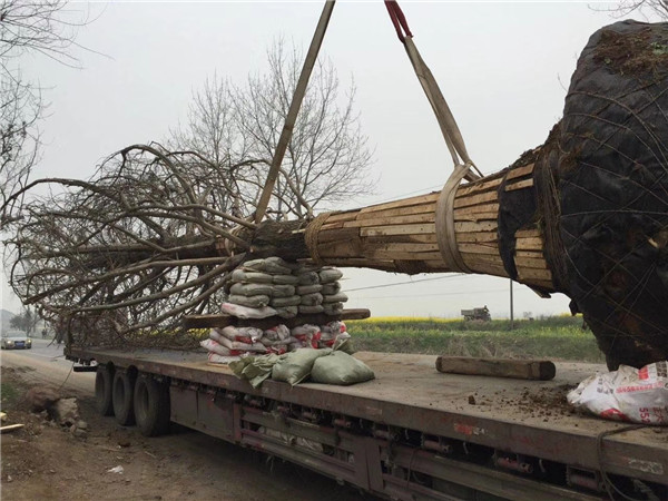 2020年20-25公分銀杏樹價格詳情是怎么樣的?