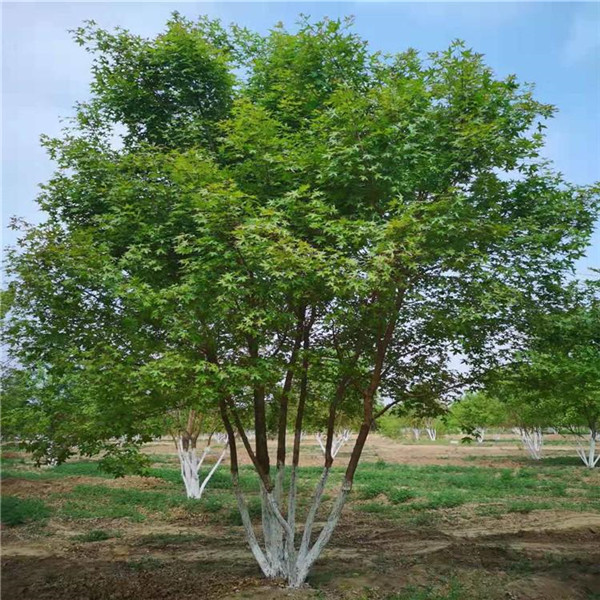 叢生元寶楓 叢生元寶楓