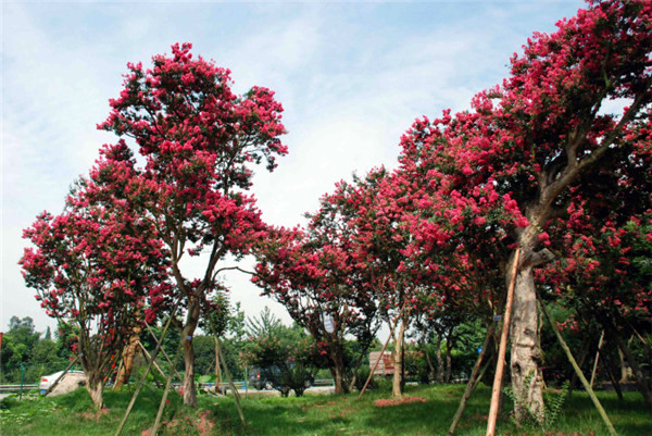 大紅紫薇 大紅紫薇