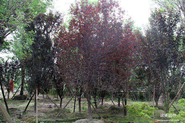 低分枝紅葉李圖片