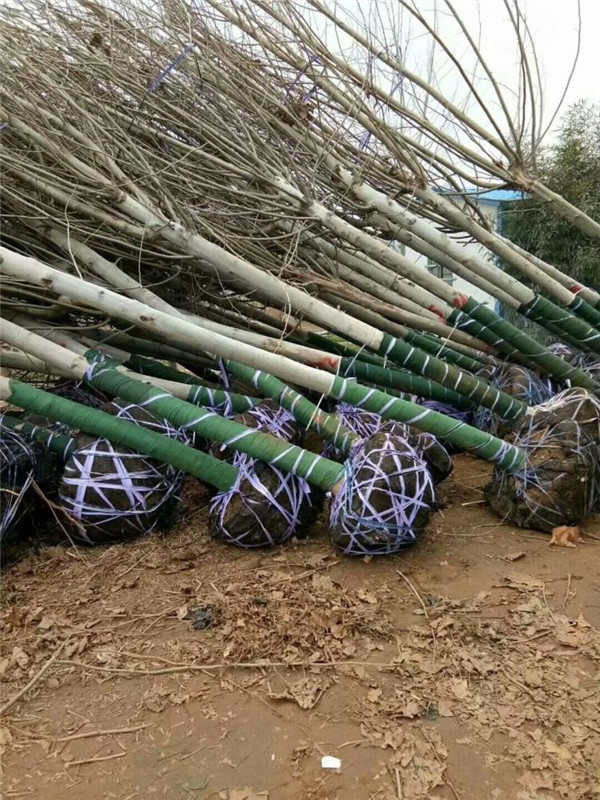 成都適合種植造型法桐嗎?