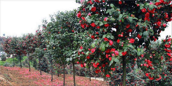 高桿茶花 高桿茶花