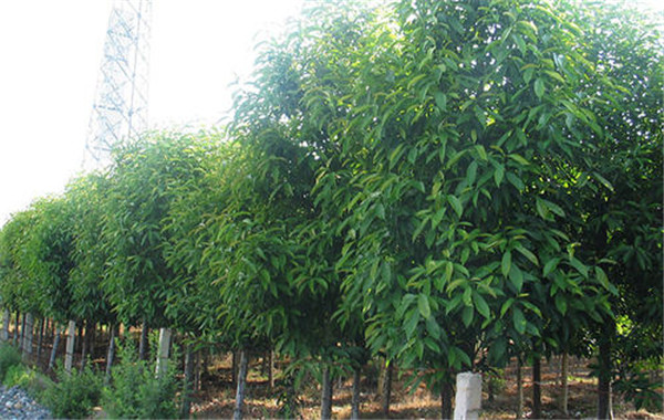 紅花木蓮基地實(shí)拍圖