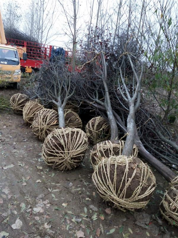 紅葉李和紫葉李有什么區別?