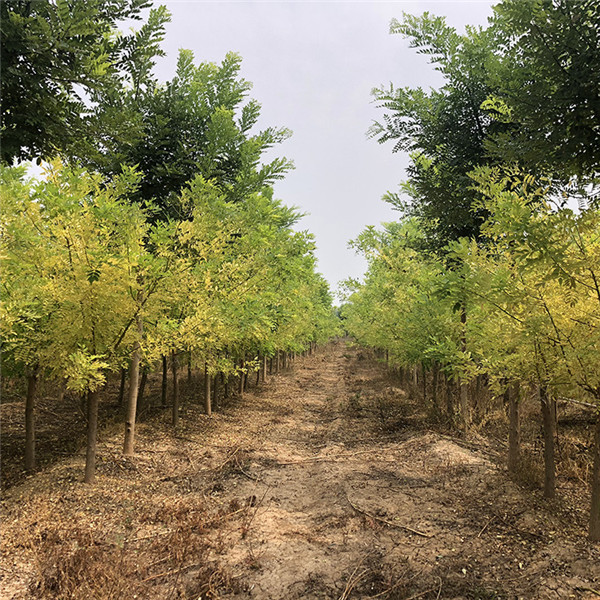 6~8公分黃金槐圖片