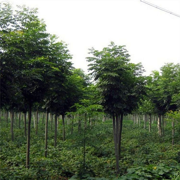 黃山欒樹 黃山欒樹