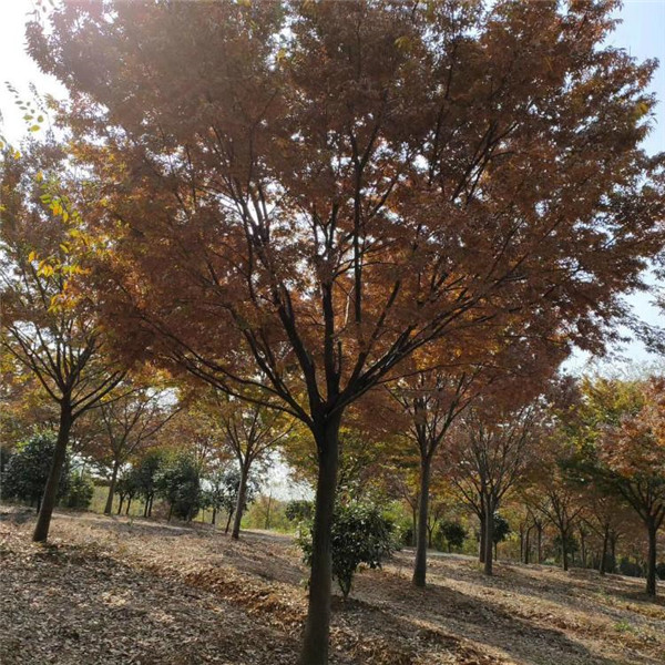 櫸樹(shù) 櫸樹(shù)