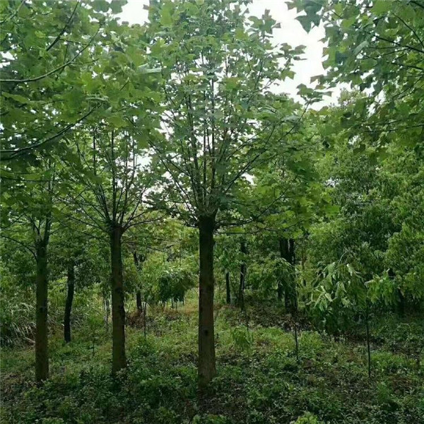 學校常見的苗木植物有哪些?