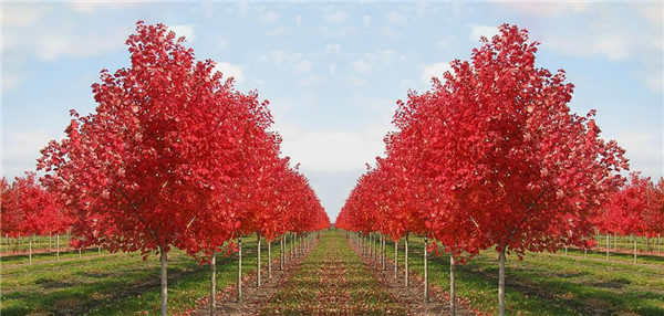 10公分美國紅楓圖片