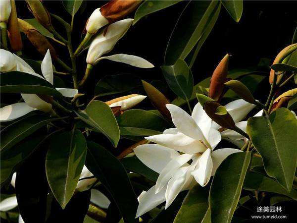 深山含笑 深山含笑