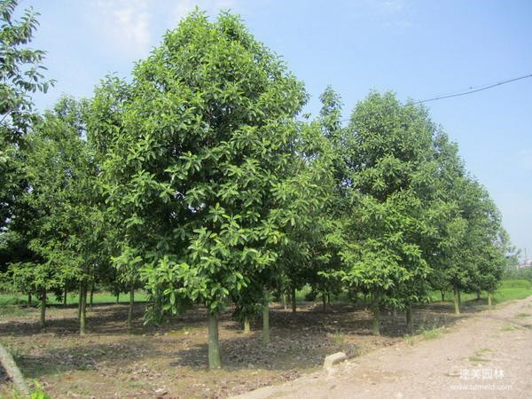 樂昌含笑和深山含笑有什么區別?