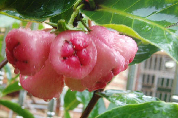 水晶蒲桃 水晶蒲桃