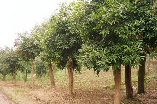 水晶蒲桃基地實拍圖