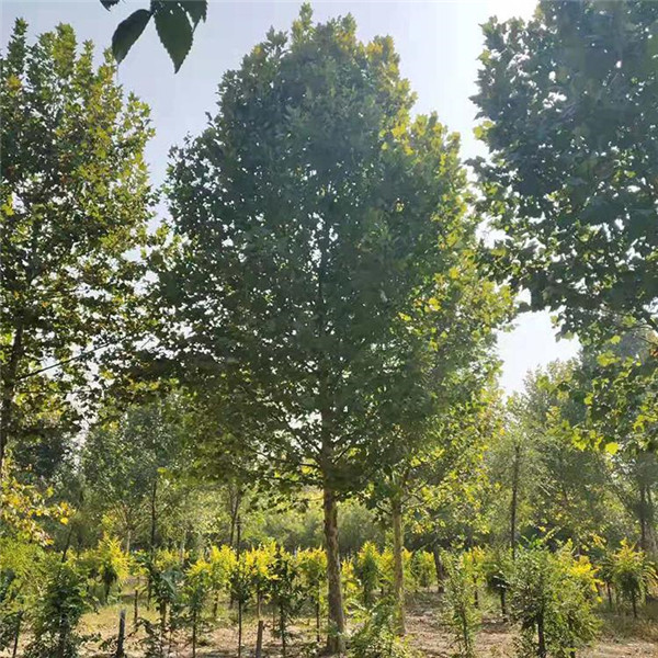 成都適合種植造型法桐嗎?