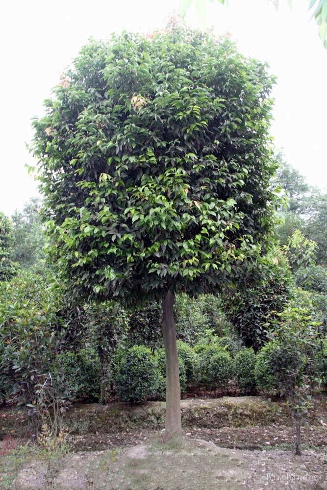 怎樣管理天竺桂,天竺桂有何經濟價值?