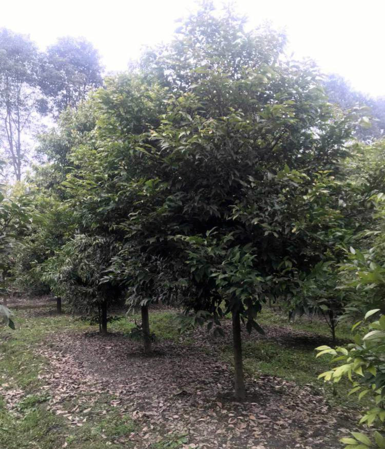 怎樣管理天竺桂,天竺桂有何經濟價值?