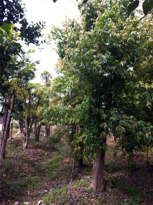 五角楓古樁樹圖片