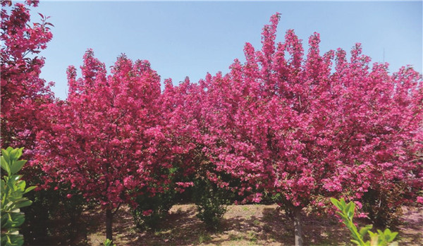 絢麗海棠 絢麗海棠