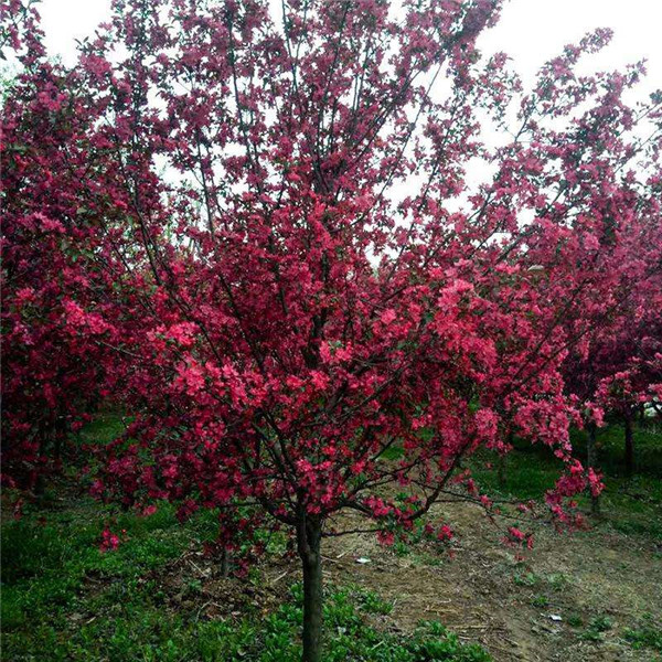 苗木一級(jí)樹和二級(jí)樹有什么區(qū)別？