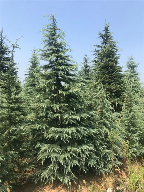 雪松小苗基地圖片