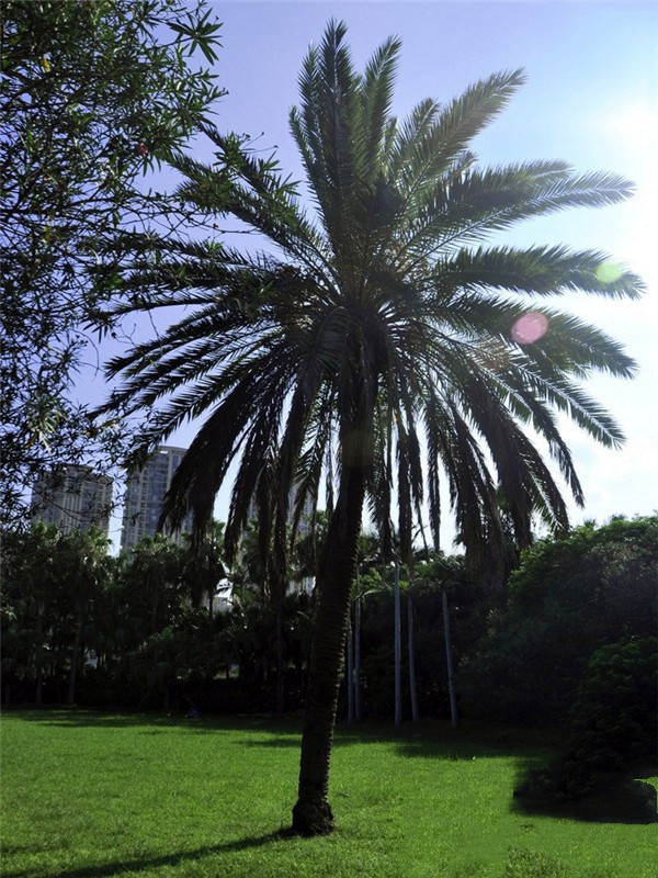 有哪些品種的綠化苗木適合種植在河道兩旁?